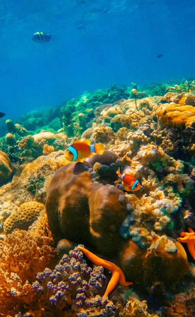 tandya-rachmat-LJvopOmosa4-unsplash2